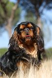 KING CHARLES SPANIEL 142